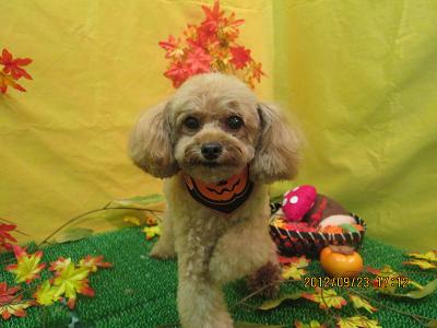 ファイル 4945-2.jpg