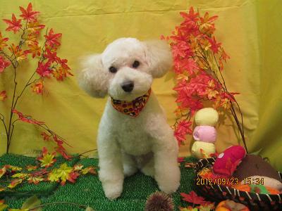 ファイル 4946-2.jpg