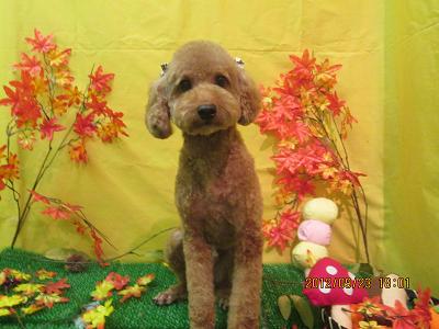 ファイル 4947-1.jpg