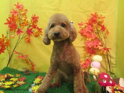 ファイル 4947-2.jpg