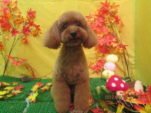 ファイル 4948-1.jpg