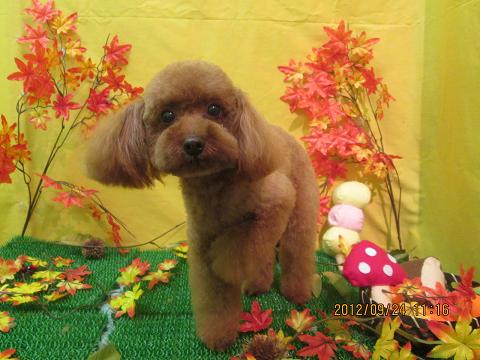 ファイル 4948-2.jpg