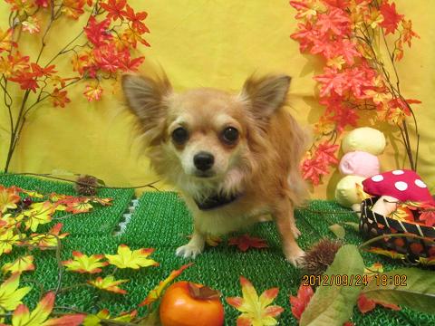 ファイル 4950-2.jpg