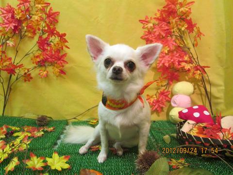 ファイル 4951-1.jpg