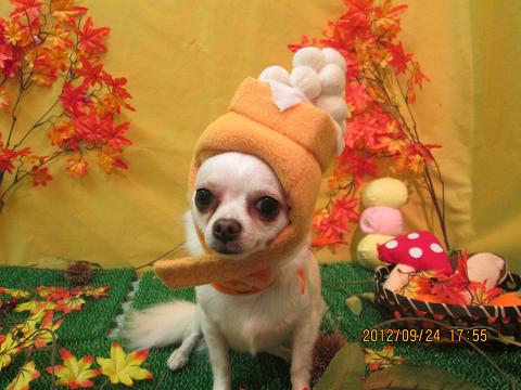 ファイル 4951-2.jpg