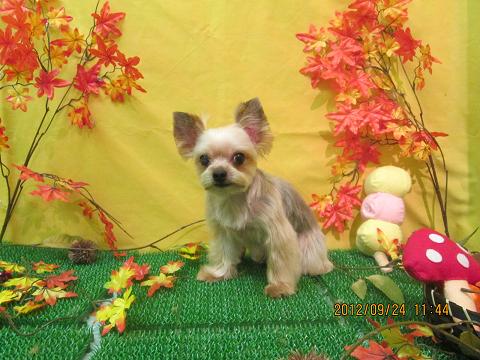 ファイル 4952-1.jpg