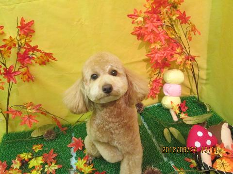 ファイル 4953-2.jpg