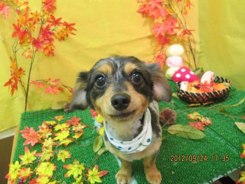 ファイル 4955-2.jpg