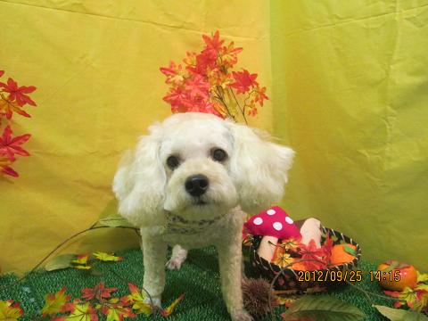 ファイル 4956-2.jpg