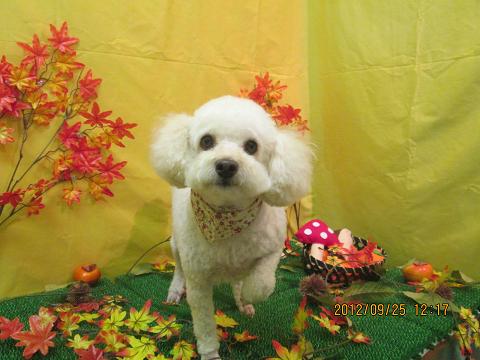 ファイル 4957-2.jpg