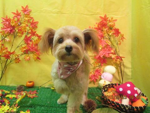 ファイル 4960-2.jpg