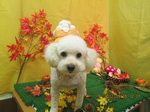 ファイル 4962-1.jpg