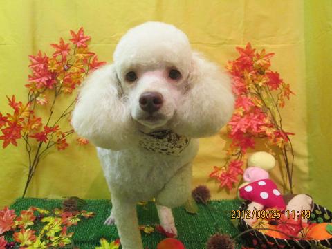 ファイル 4964-2.jpg