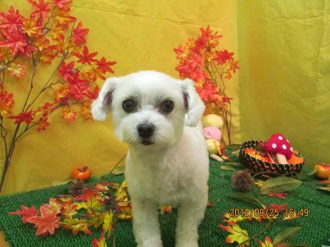 ファイル 4965-2.jpg