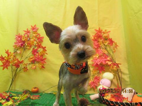 ファイル 4966-1.jpg