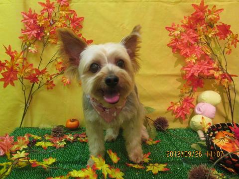 ファイル 4967-1.jpg