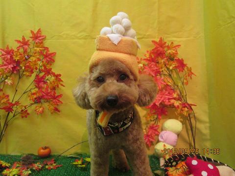 ファイル 4968-1.jpg