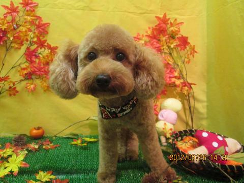 ファイル 4968-2.jpg