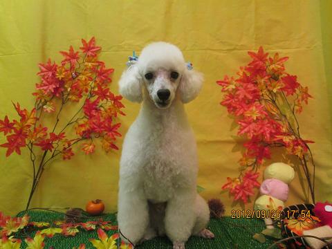 ファイル 4970-2.jpg