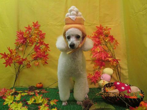 ファイル 4971-1.jpg