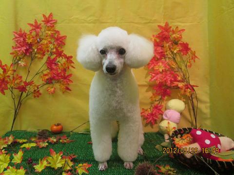 ファイル 4971-2.jpg