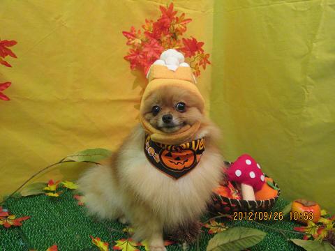 ファイル 4972-1.jpg