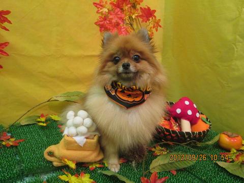 ファイル 4972-2.jpg