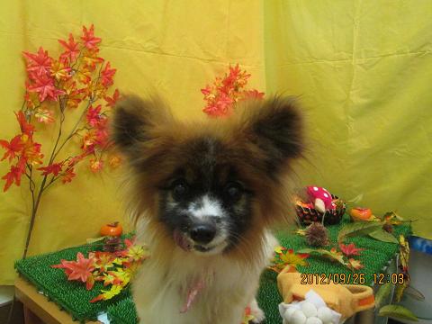 ファイル 4973-1.jpg