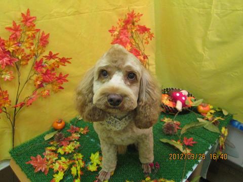 ファイル 4974-1.jpg