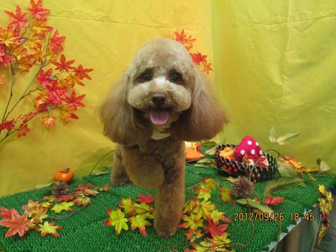 ファイル 4975-1.jpg