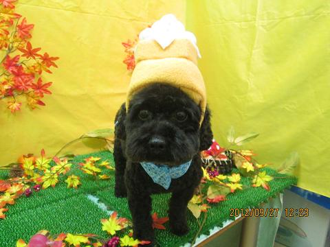 ファイル 4976-1.jpg