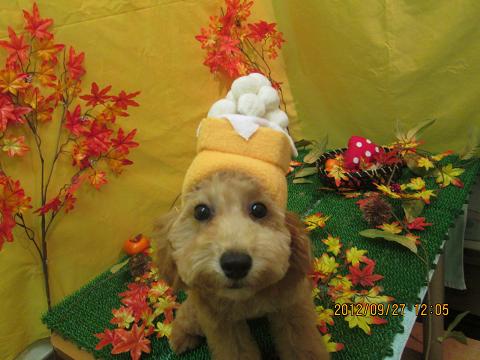 ファイル 4977-1.jpg