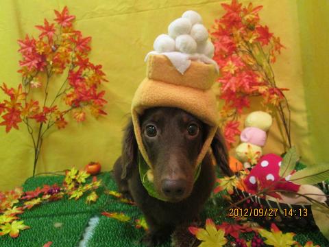 ファイル 4978-1.jpg