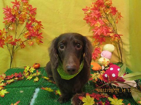 ファイル 4978-2.jpg