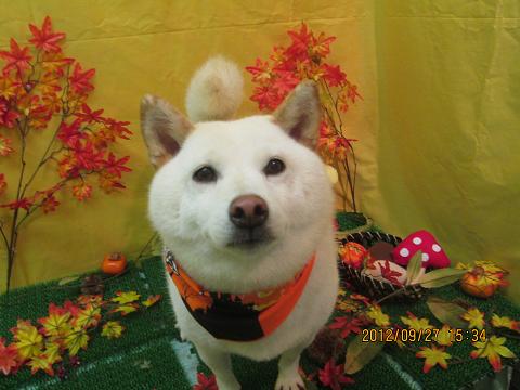 ファイル 4979-2.jpg