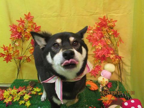 ファイル 4980-2.jpg