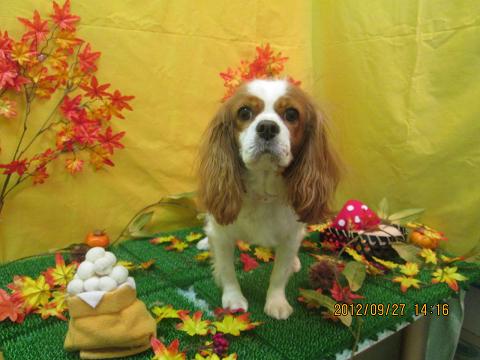 ファイル 4981-1.jpg