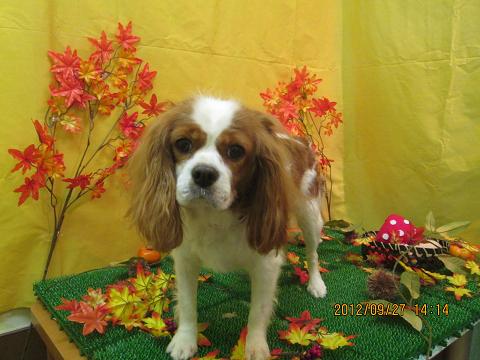 ファイル 4981-2.jpg