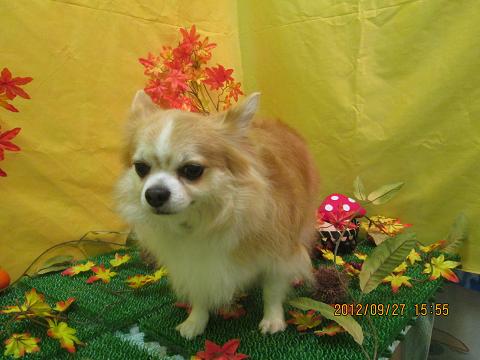 ファイル 4982-1.jpg