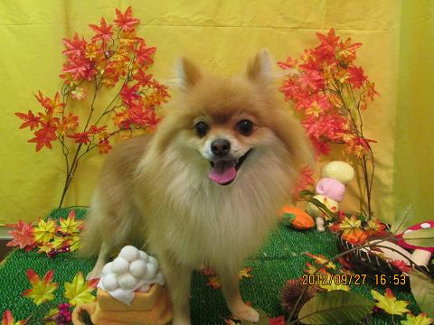 ファイル 4983-1.jpg