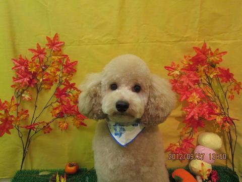 ファイル 4984-1.jpg