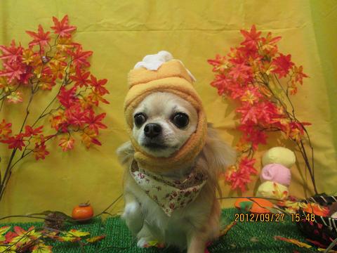 ファイル 4985-1.jpg