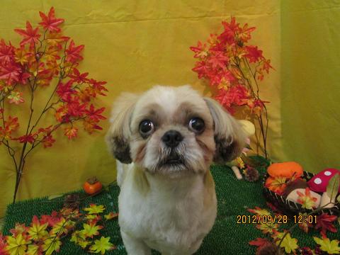 ファイル 4987-2.jpg