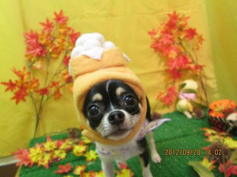 ファイル 4988-1.jpg