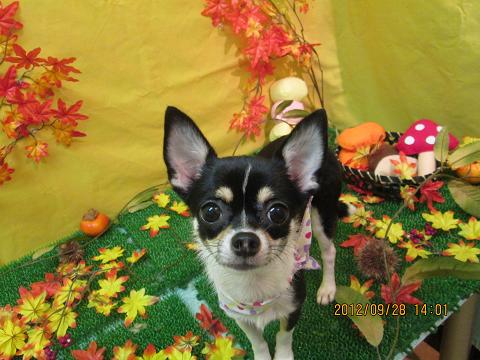 ファイル 4988-2.jpg