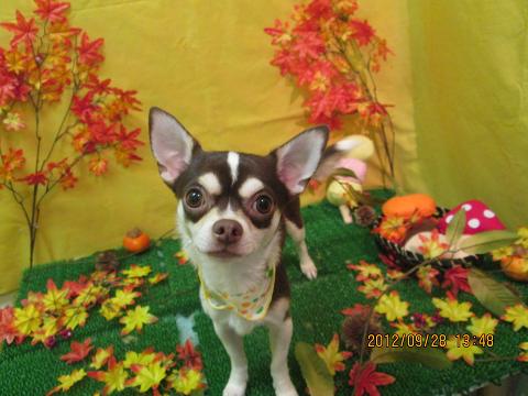 ファイル 4989-2.jpg