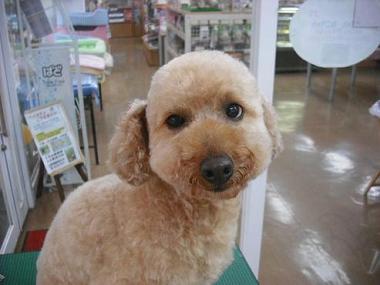 ファイル 499-1.jpg