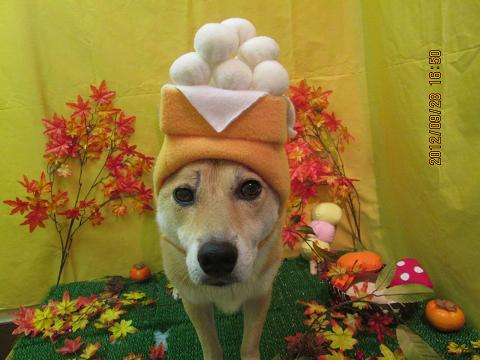 ファイル 4990-1.jpg