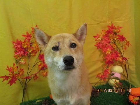 ファイル 4990-2.jpg