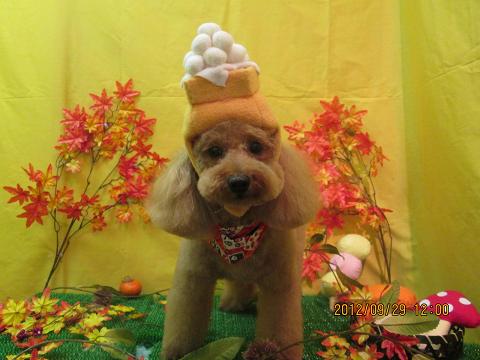 ファイル 4993-1.jpg